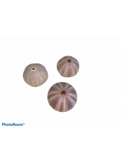 SEA URCHIN