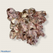 SEA CORAL KOUNOUPIDI 5-7 INCHES
