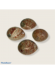 ABALONE MIDAE 5.5-6 INCHES