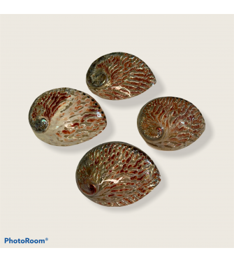 ABALONE MIDAI COLOURED 2.5-3