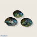 ABALONE ASSIMILIS NATURAL 3-4