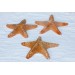 STARFISH MAT 6-8 INCHES
