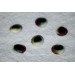 SEA SHELL EYES GREEN 0.5 INCHES