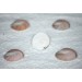SEA SHELL EYES BURGIS 1.5-2 INCHES
