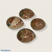 ABALONE MIDAI COLOURED 2.5-3