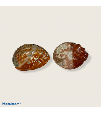 ABALONE MIDAI COLOURED 2.5-3
