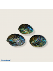 ABALONE ASSIMILIS NATURAL 3-4