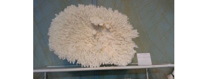 SEA CORALS