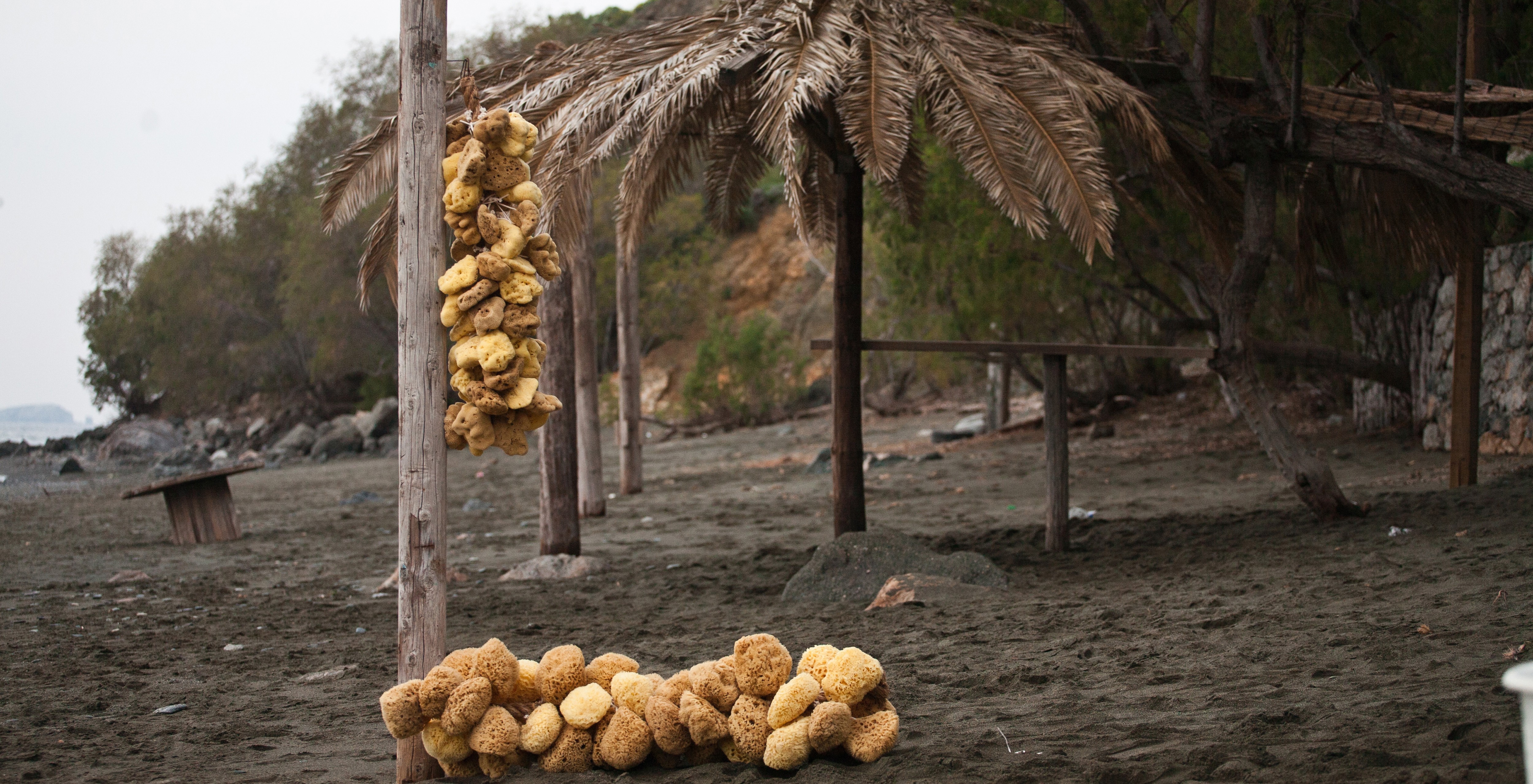 Sea sponges